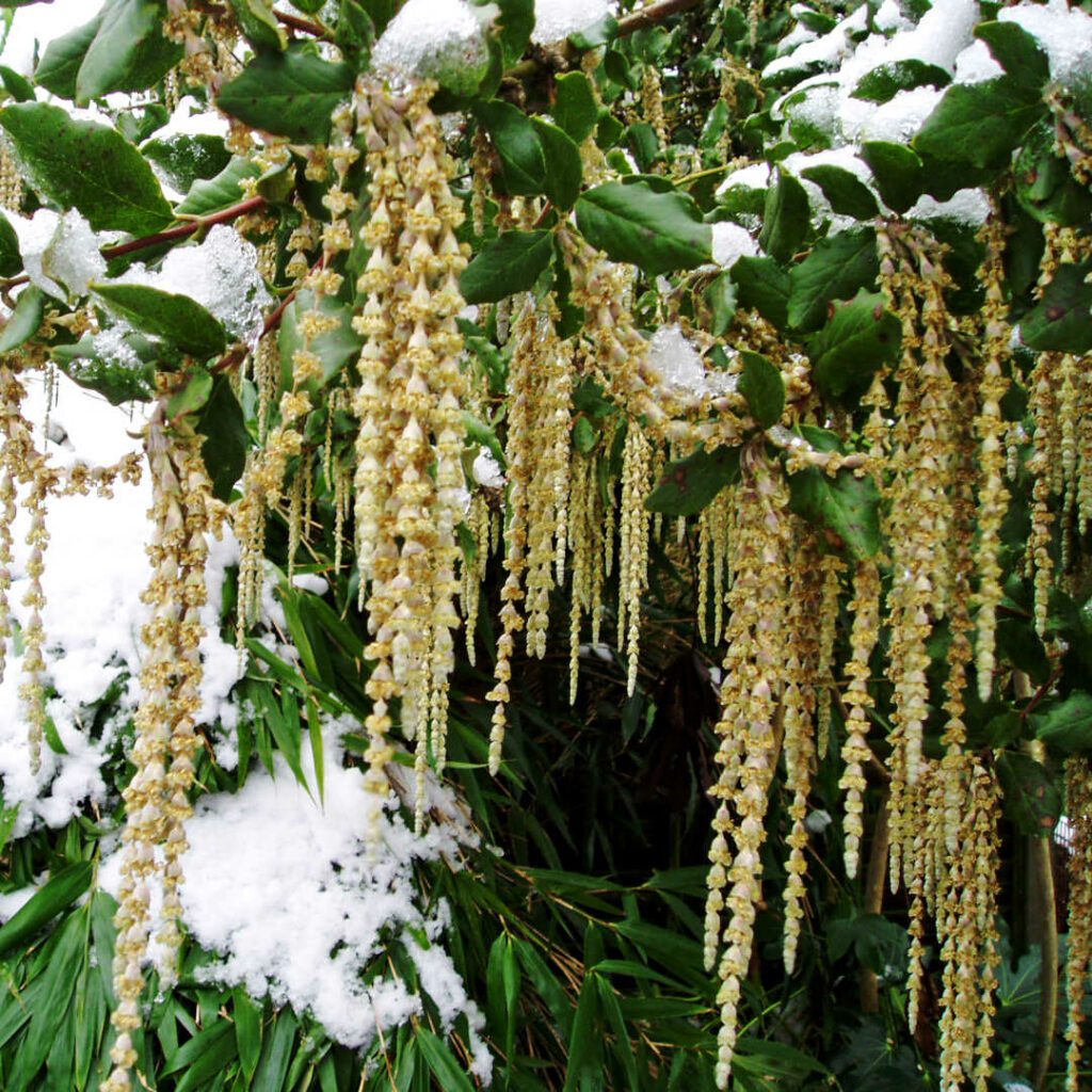 Garrya elliptica ‘James Roof’ 4L 5023242345840